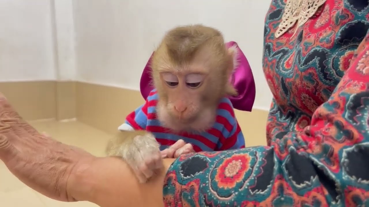 Good baby mnkey hlp to find licee for her grandma