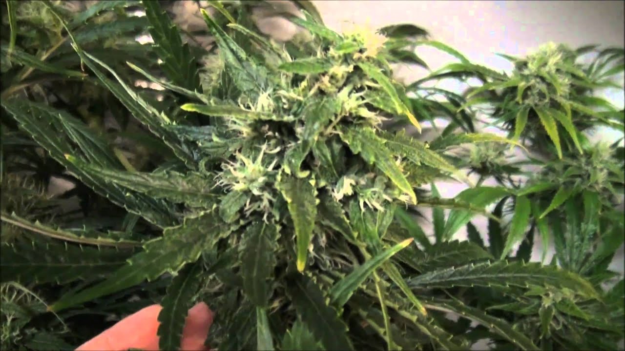 Worlds Biggest Closet Colas - Growing Indoor Marijuana
