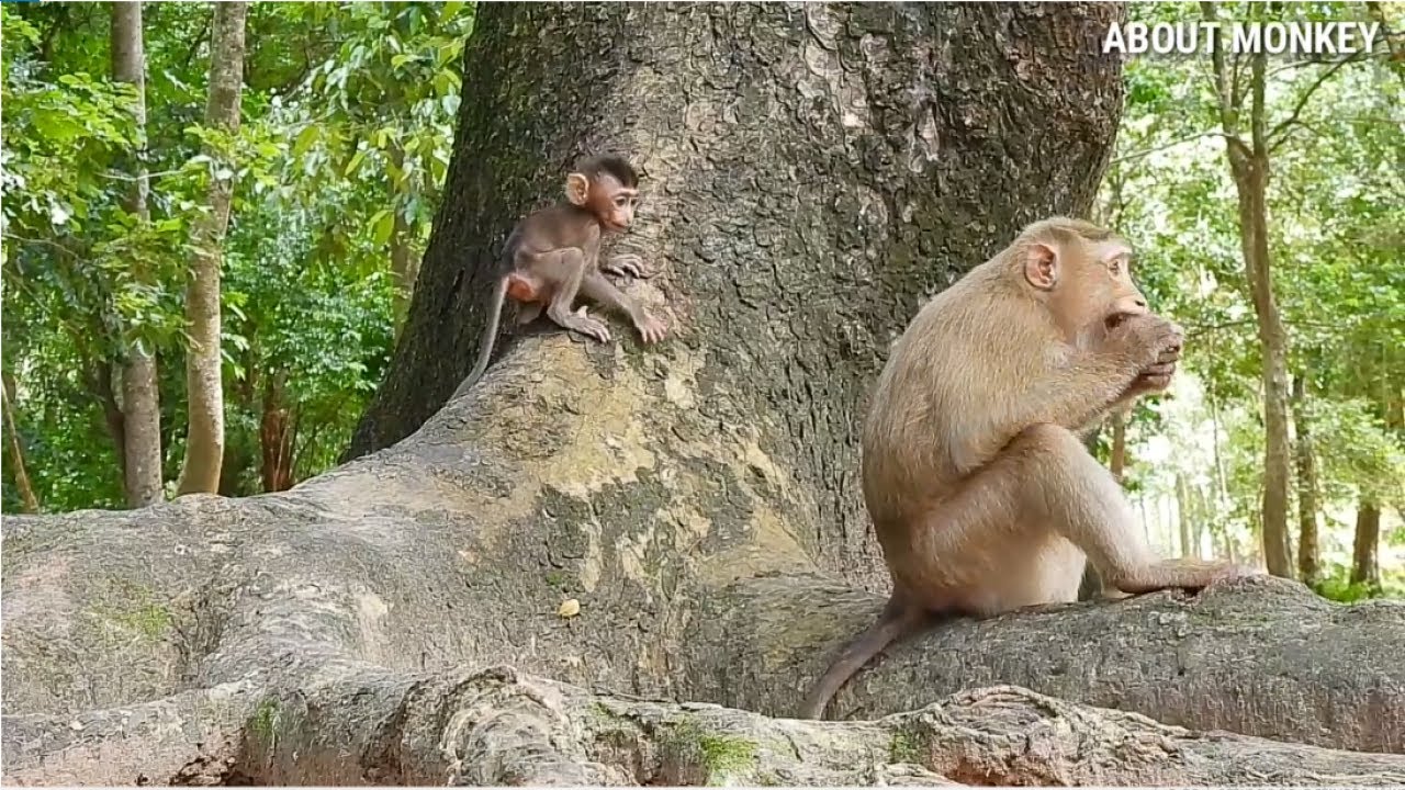 Baby Monkey Rex So Good Healthy With Young Mom Monkey Rose, Rex Growing Fast And Strong Power