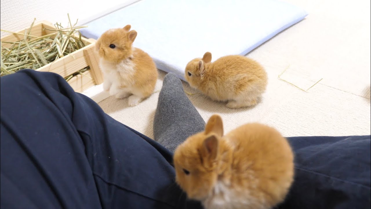 足元を駆け回る毛玉たち 【ネザーランドドワーフ】