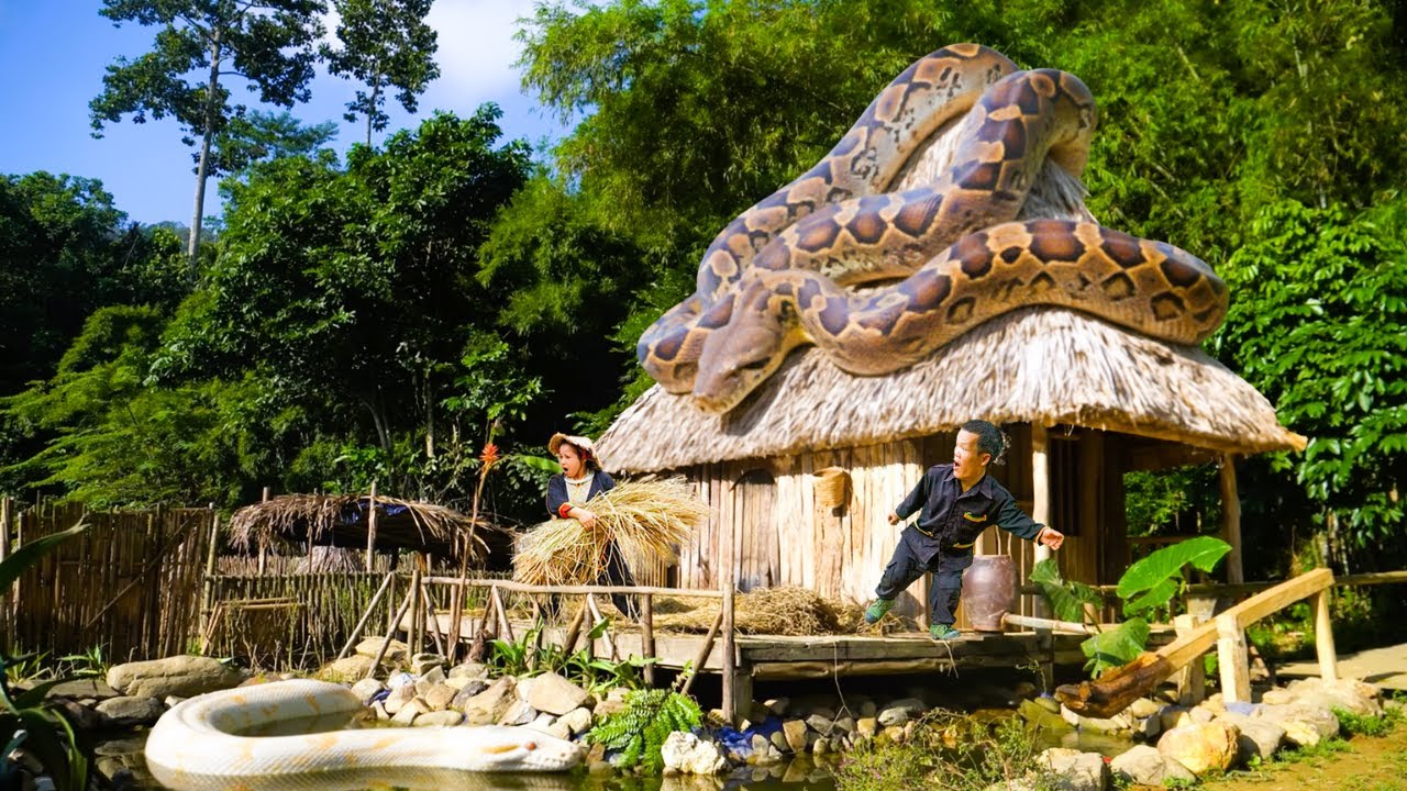 Dwarf Family’s Peaceful Harvest Shattered When a Giant Python Slithers Into Their Work Area