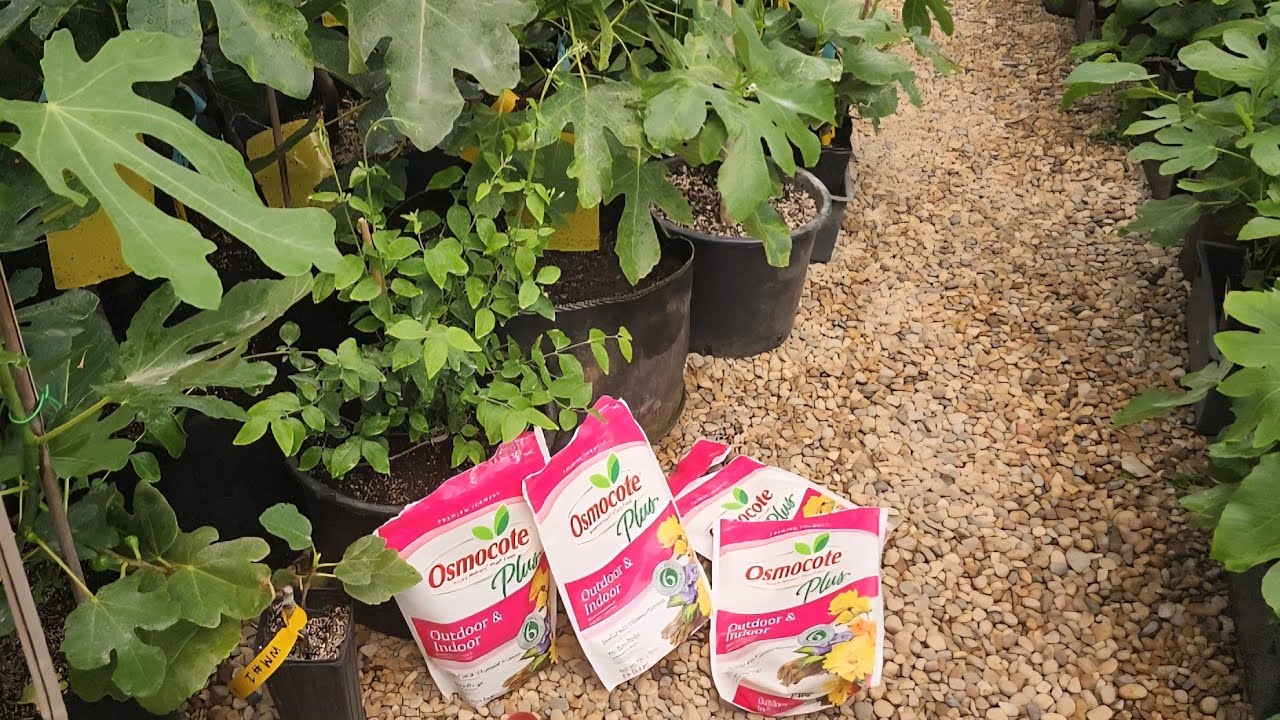 Easy and Effective Fertilizer for Container Fig Trees - Osmocote Plus Slow Release Fertilizer