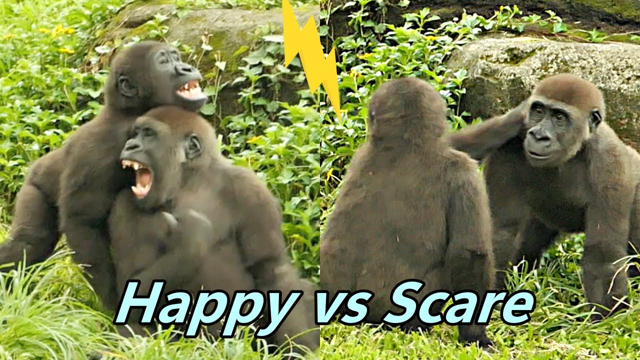 Gorilla Jabali and Ringo's reaction when they were scared by thunder / 大猩猩Jabali & Ringo被閃電嚇到時的反應