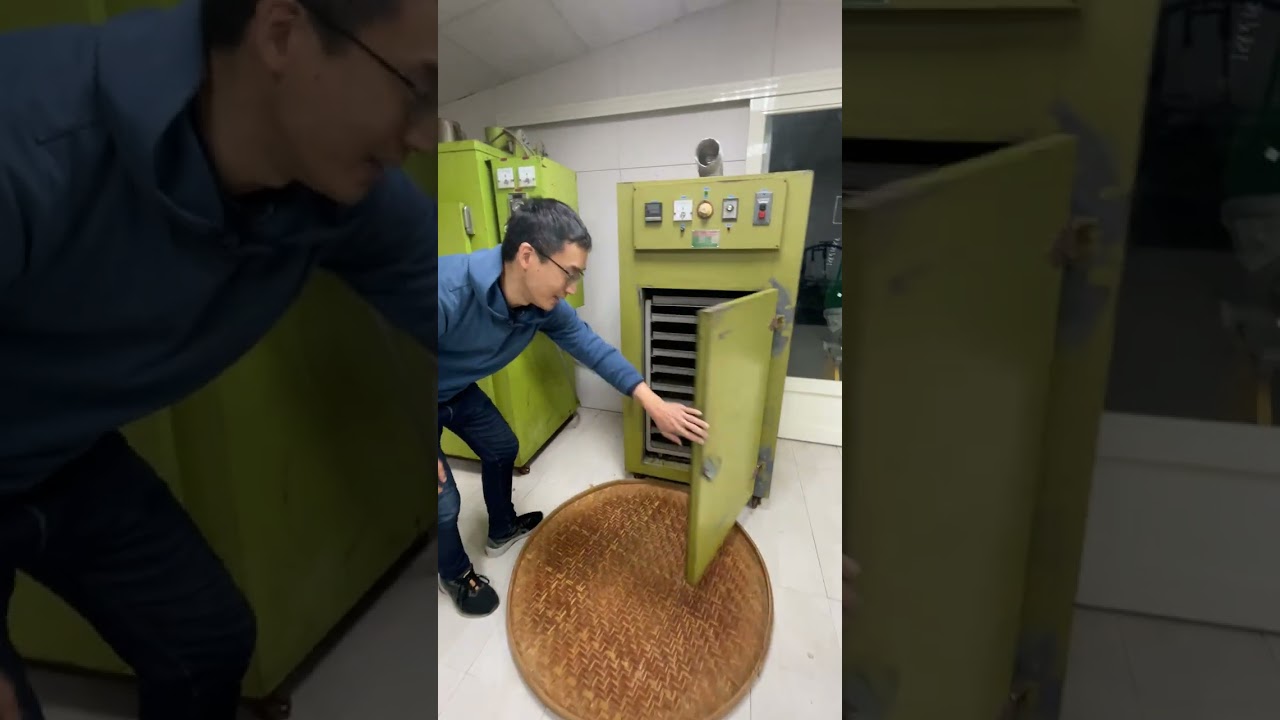 Tea processing at Green Light Tea, Pingli Taiwan