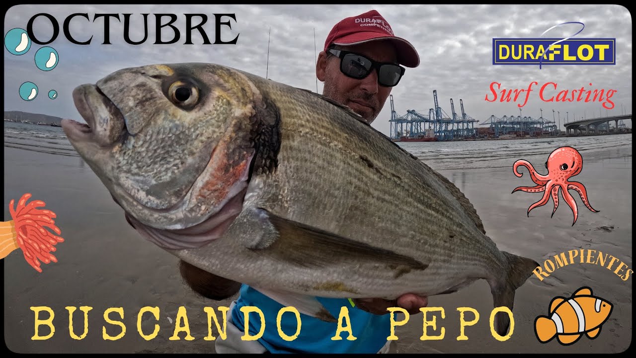 DORADAS A SURF CASTING :