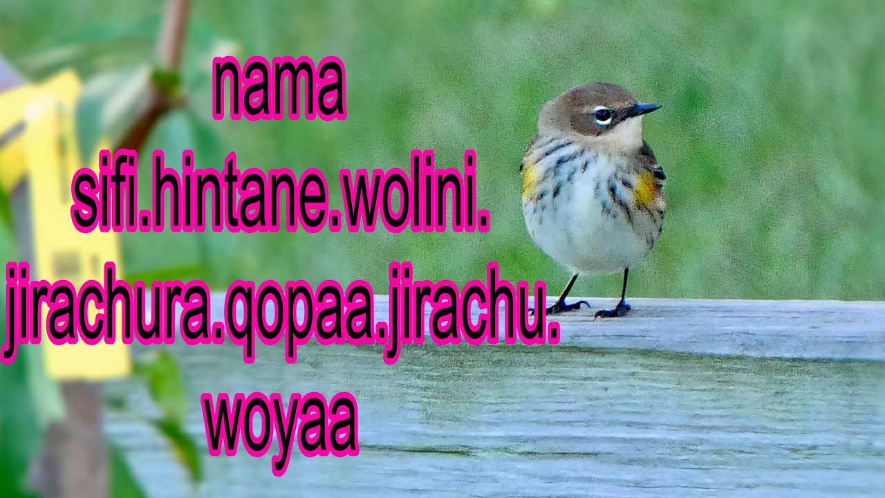 nama sifi.tane.wolini.jirachuraa.qopaa.jirachuu.woyaaa🤣🤣🤣nasobee.isin.mo.mali.jetuu