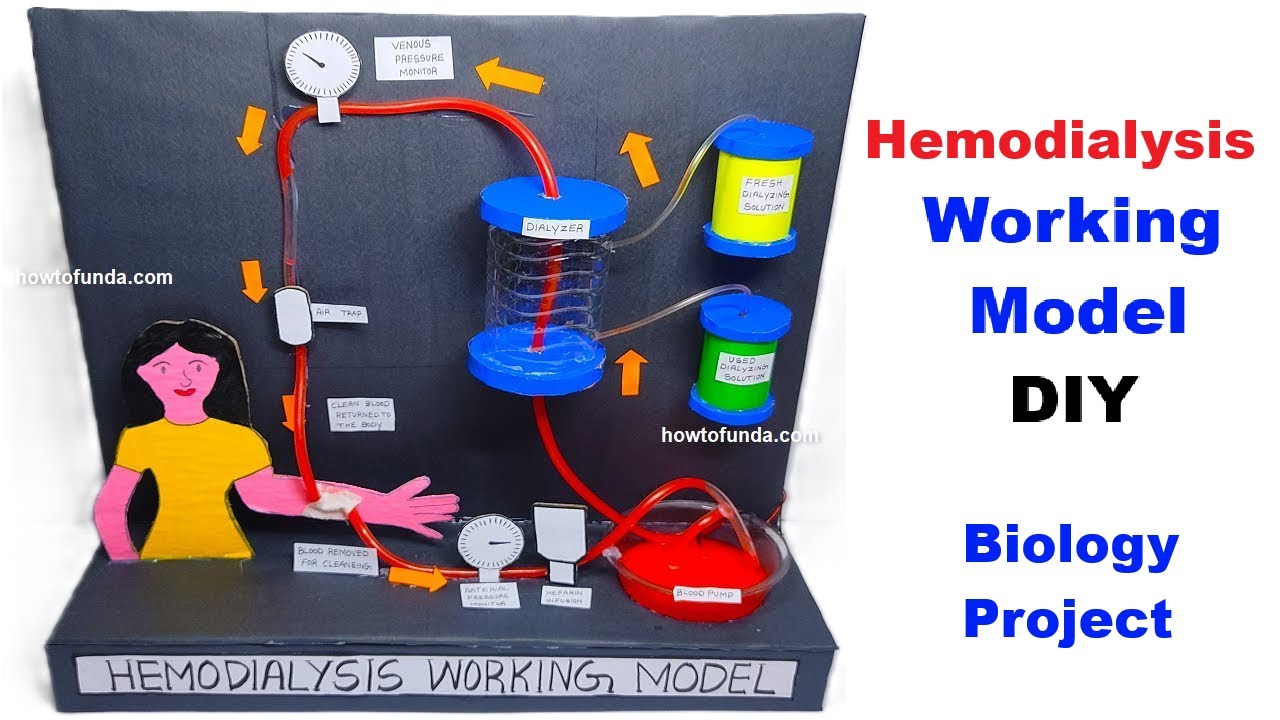 hemodialysis working model - biology project - diy - step by step - howtofunda