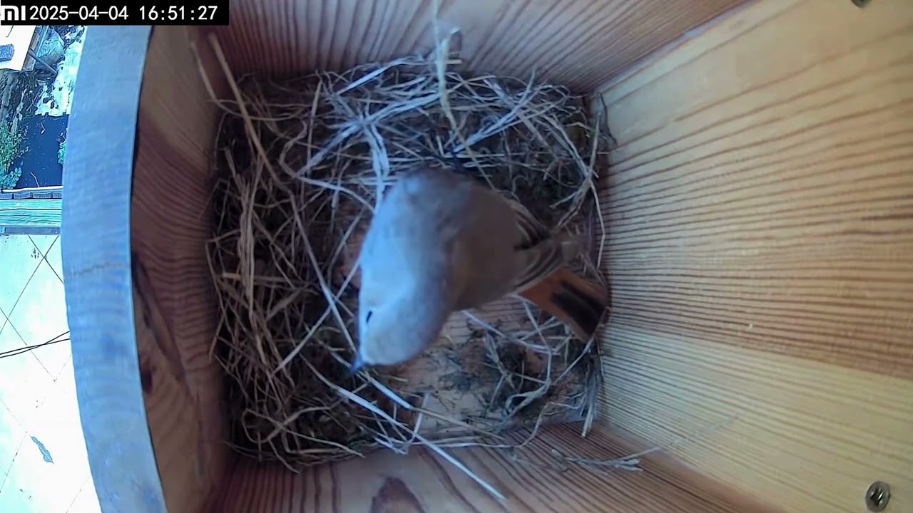 Black Redstart Builds an Entire Nest in One Day &ndash; Timelapse Nest Construction