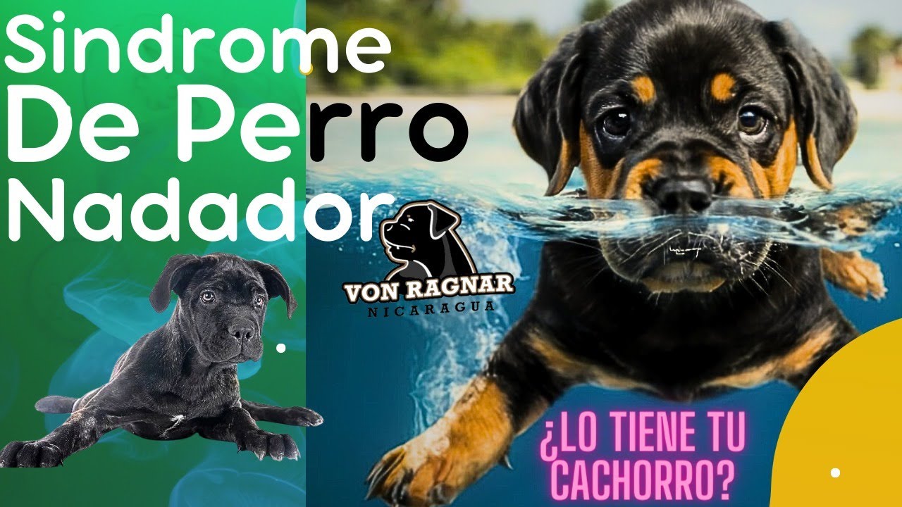 Síndrome de Nadador 🏊‍♀ Causas y Tratamiento