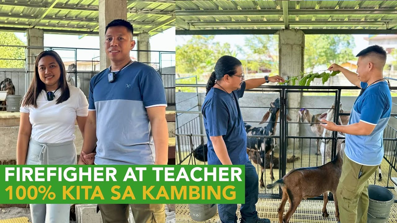 Firefighter at Teacher: Aside from Goat Farming Kumikita rin sa Silage at Feeds!