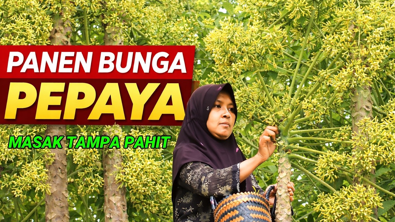 Slow Living: Menikmati Panen Bunga Pepaya & Kecombrang | Tips Masak Tumisan Gurih Tanpa Rasa Pahit