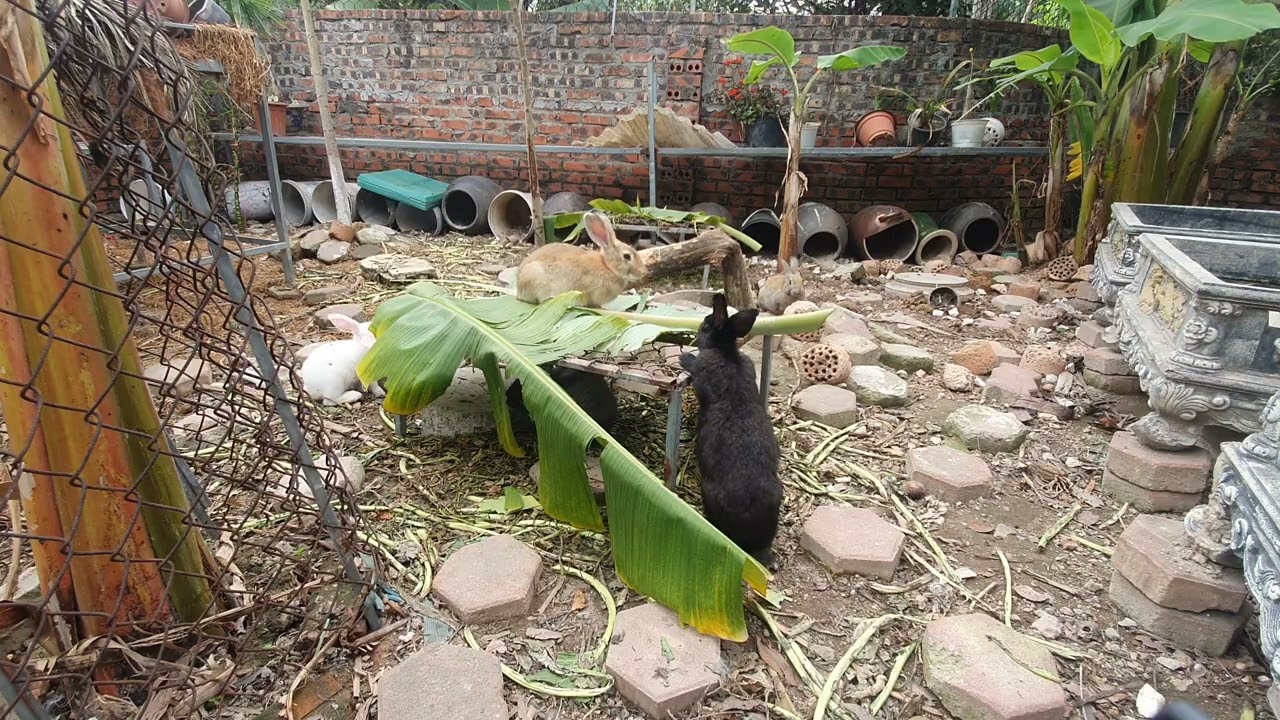 Thỏ ăn chuối...Rabbit...