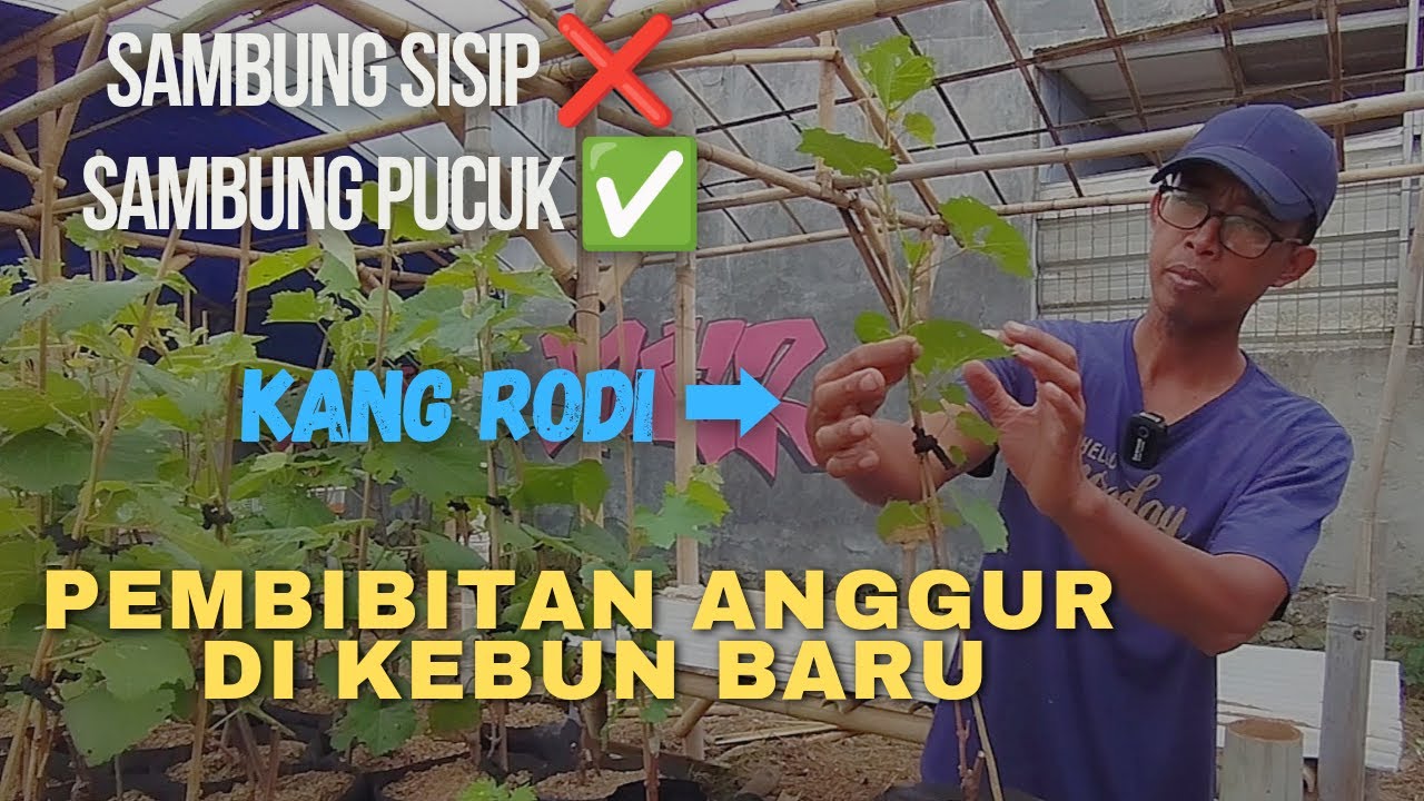 Cara Mudah dan Efektif, Bismillah.. 2024 Sukses Pembibitan Anggur Dengan Cara Ini.