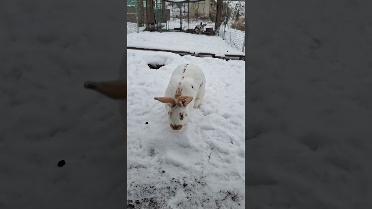 Glückliche hasen im schnee 