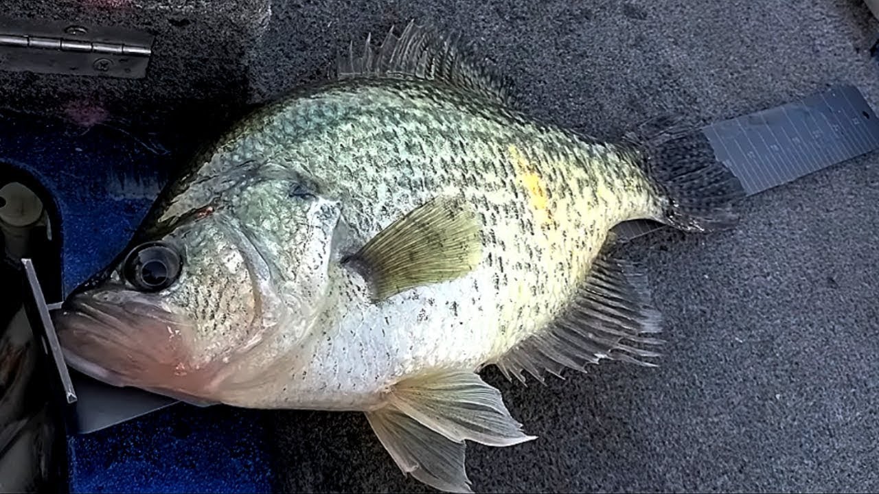 Catching giant crappie at Lake fork in Texas