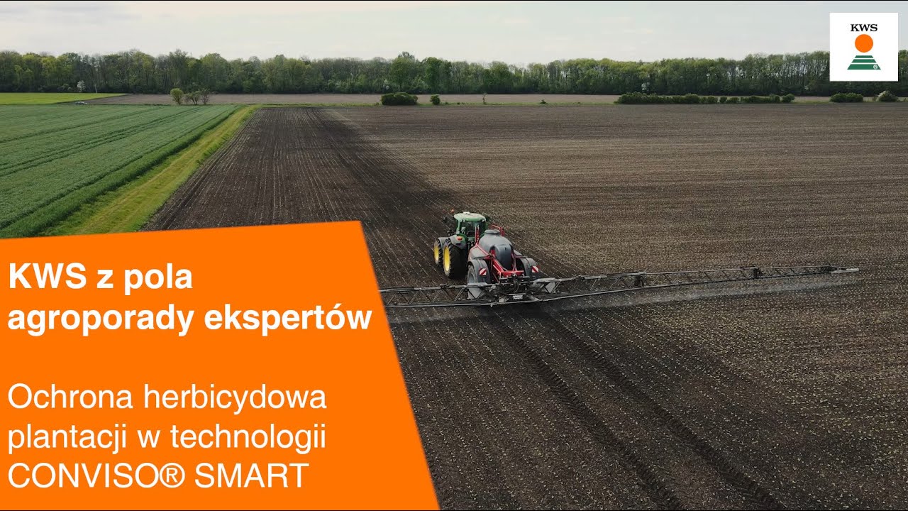 Ochrona herbicydowa plantacji w technologii CONVISO&reg; SMART / KWS z pola AGROPORADY EKSPERT&Oacute;W