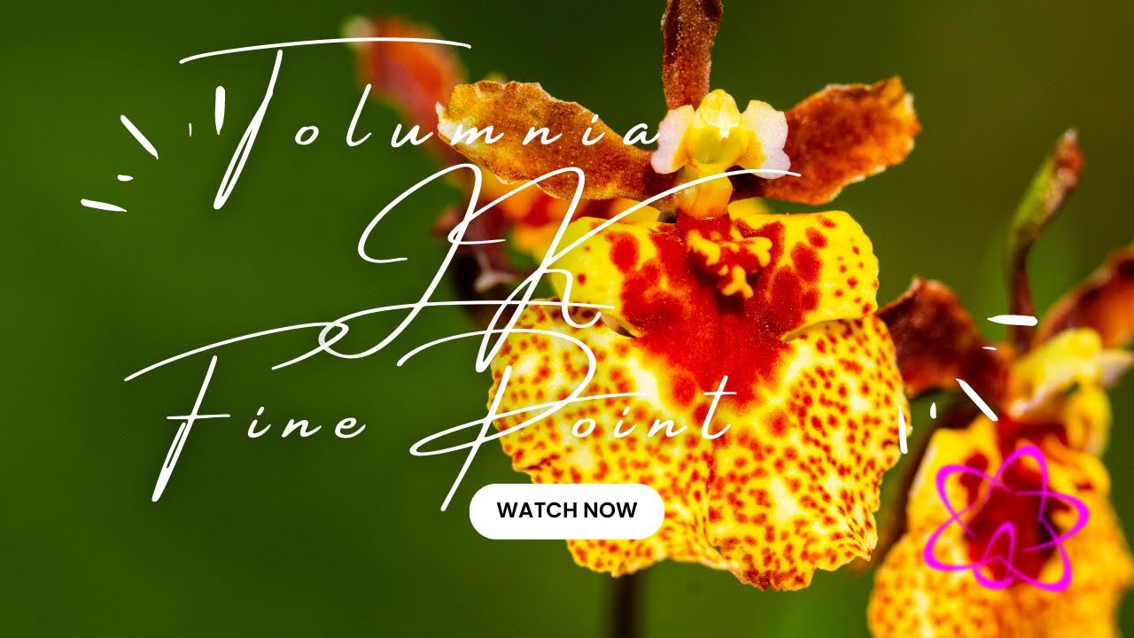 Tolumnia JK Fine Point: Beeindruckende Blütenpracht