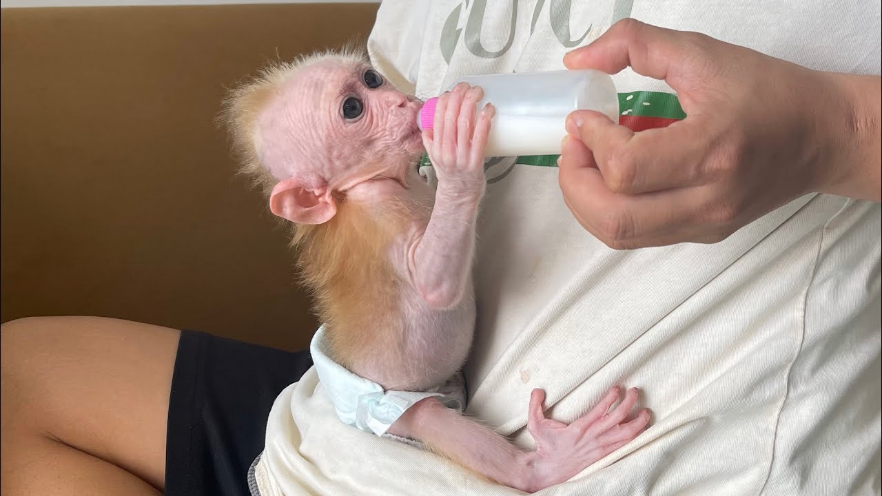 CUBIS is super cute when wants to drink milk!