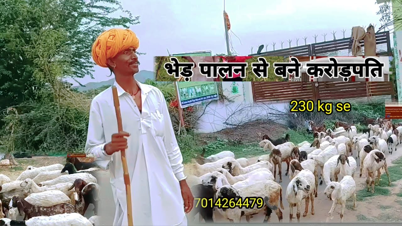 ₹5000 पट्टी से शुरुआत #sheep #goatfarmingkarnekatarika #goat #animals 7014264479