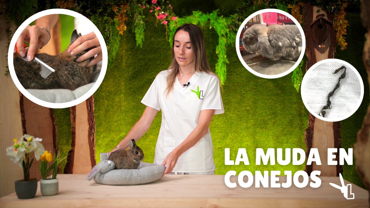 ¿TU CONEJO ESTÁ PERDIENDO PELO? - No te pierdas este video!