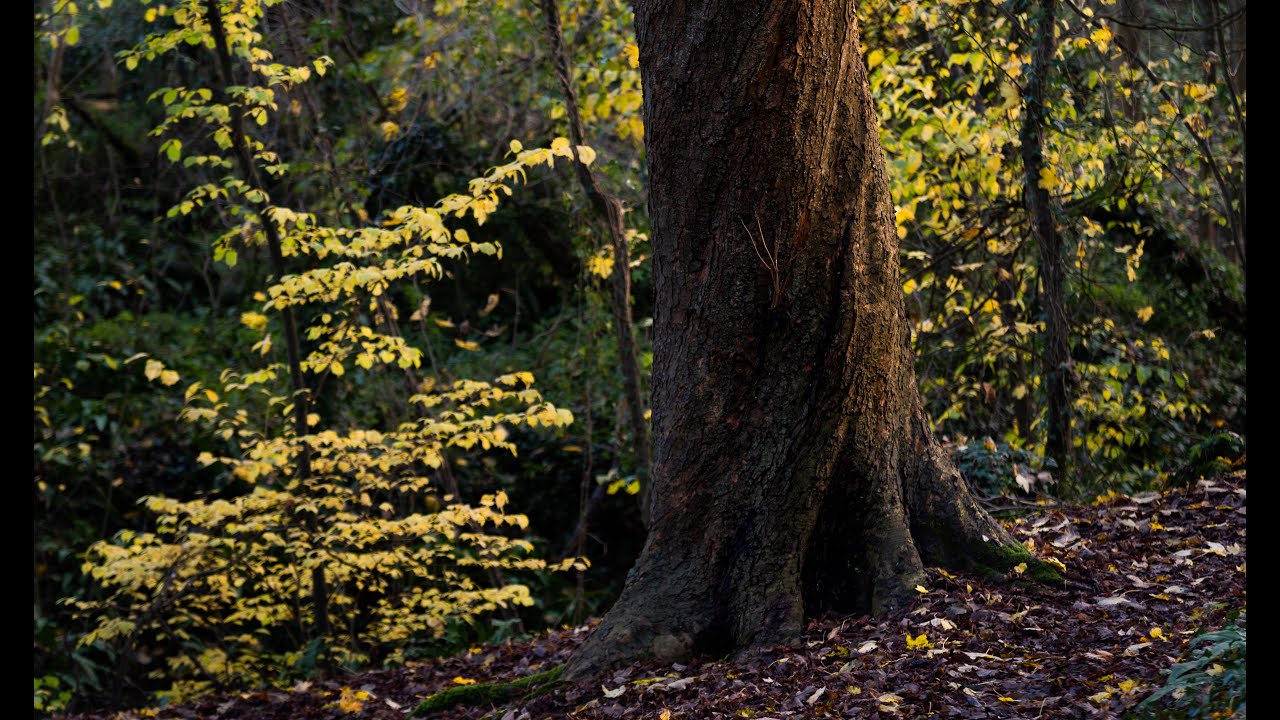 Fonmon Woods and Benro Big Stopper test