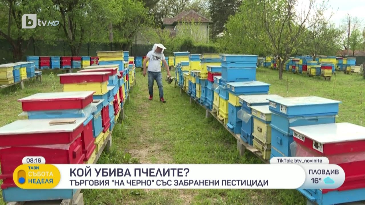 Кой убива пчелите? | БТВ