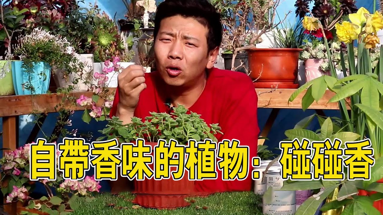 【養養養花花花】碰碰香爆盆技巧，葉子噴噴水，綠油油的滿屋都飄香！