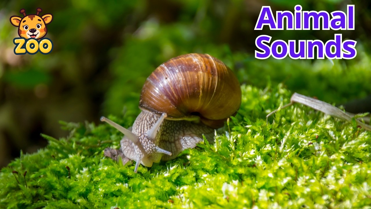 Animal Sounds for Kids | Crawling Animals - Spider, Snail, Crab & More
