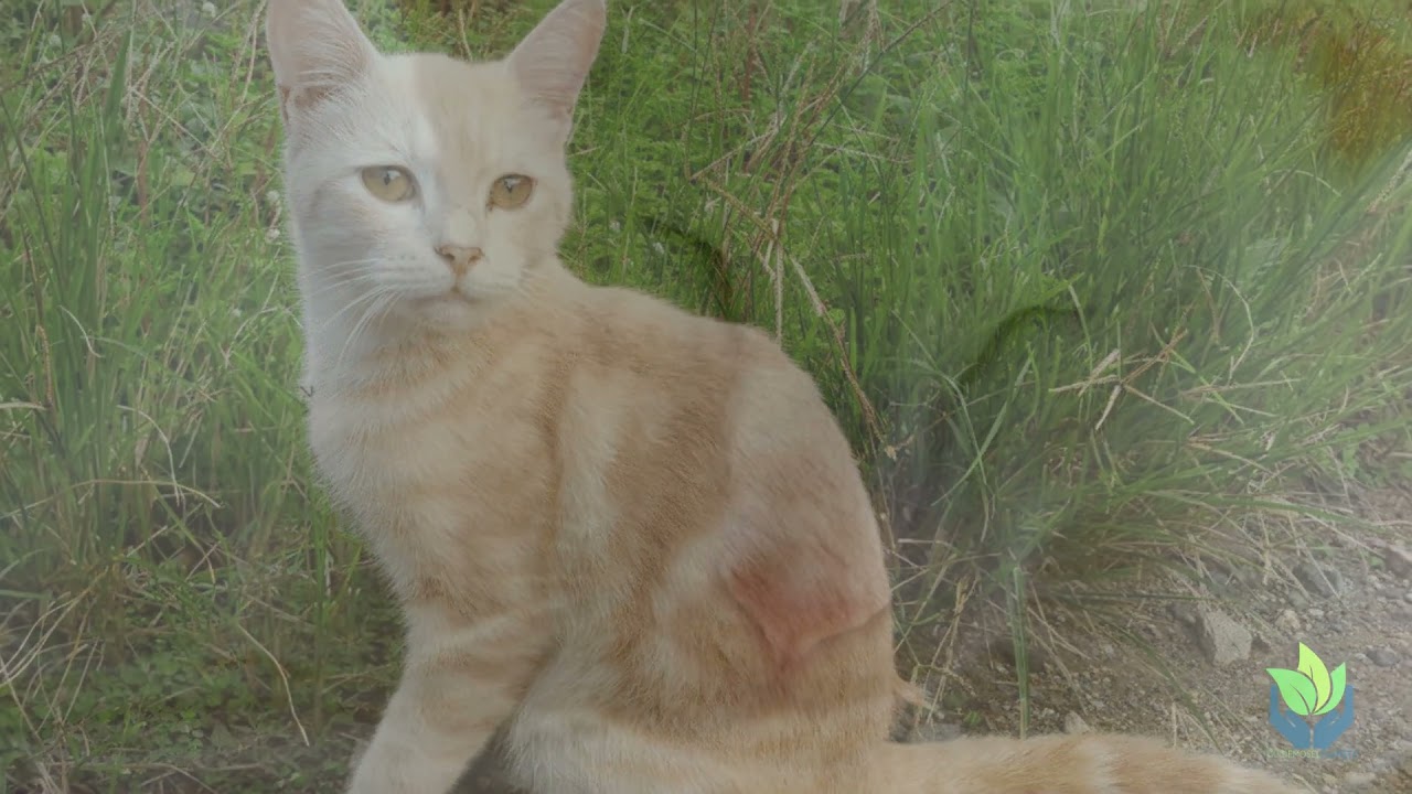 Gato Javan&eacute;s: todo sobre este felino