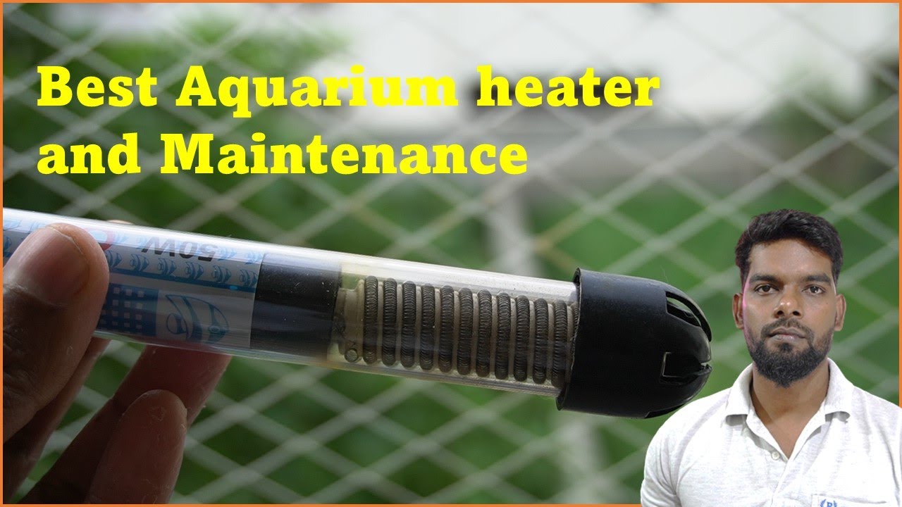 Save your aquarium fish with this heater tips