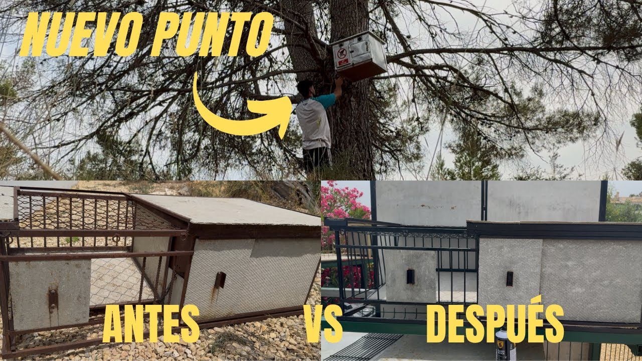 PALOMOS DEPORTIVOS l SEGUIMOS PREPARANDO PALOMAS + PUNTO NUEVO 💪🏻