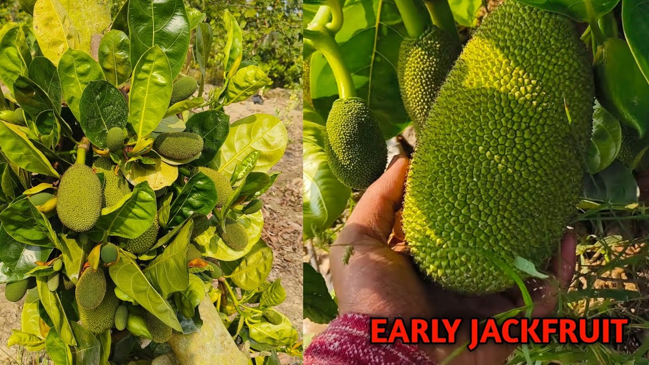 Vietnam Super Early Jackfruit - Early Profit Variety 
