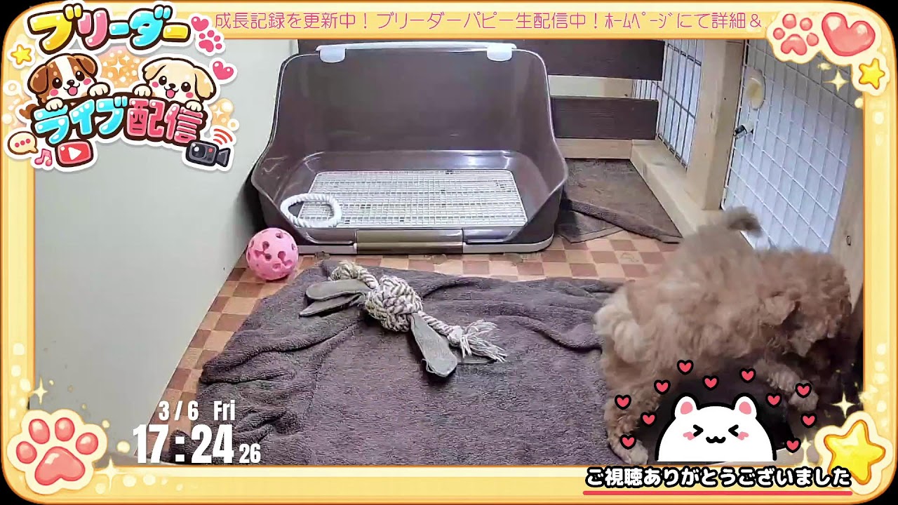 【成長 生配信】トイプードル 子犬 54日齢 【2026/3/6】