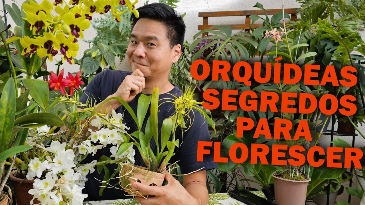 Aprenda a fazer sua Orqu&iacute;dea dar Flor
