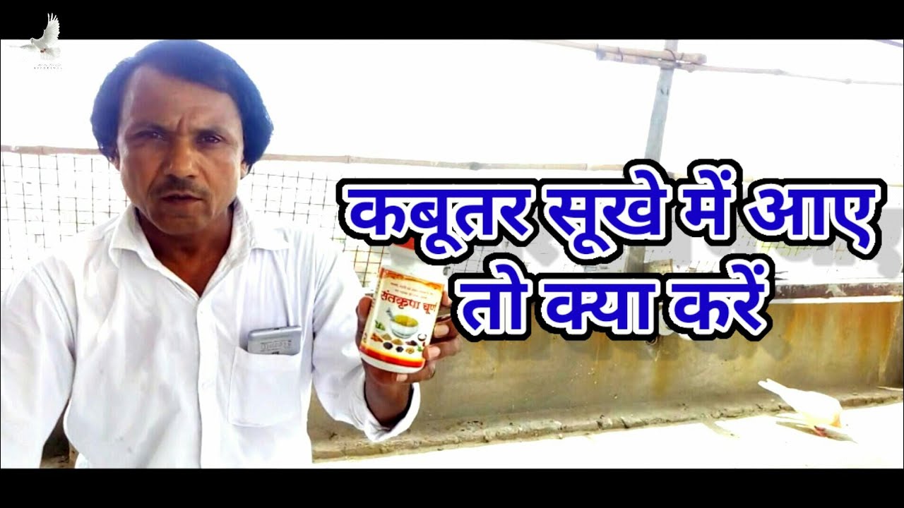 कबूतर के सूखे का इलाज (भाग-1) | Treatment of Pigeon's Weakness (Part-1) | Meenu Kirodiwal 🕊🕊