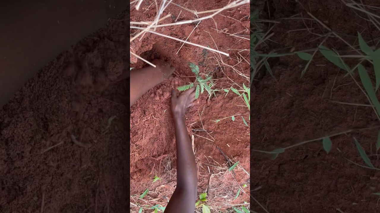 Planting a tamarind tree from a seedling