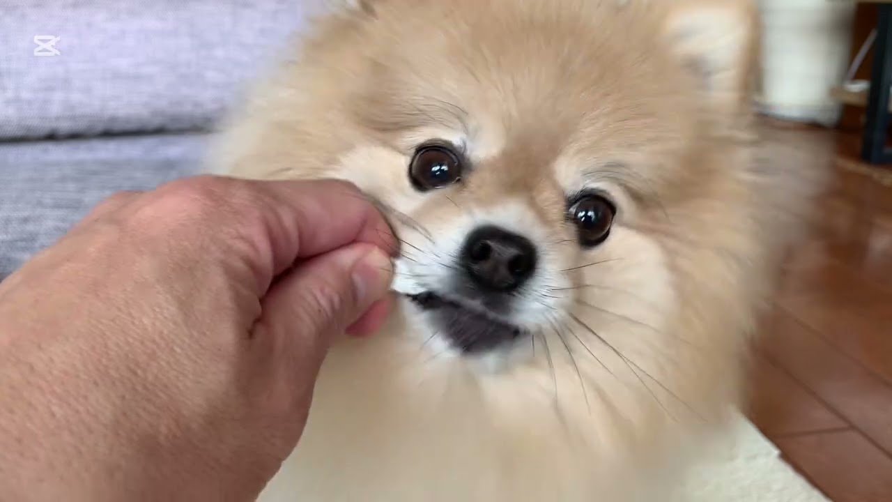 デンタルケアマフィン【フルバージョン】🦷🪥✨