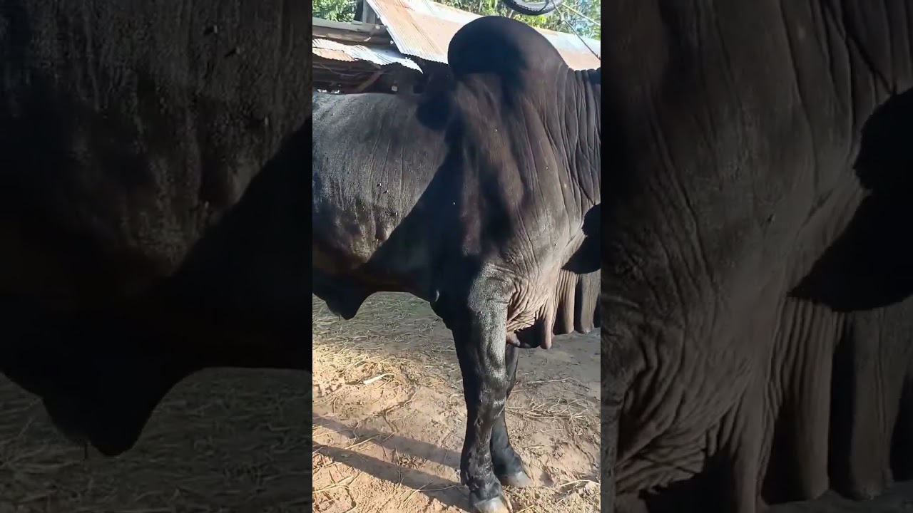 The King breeds of Cambodia #animal#anime #cow #youtubeshorts