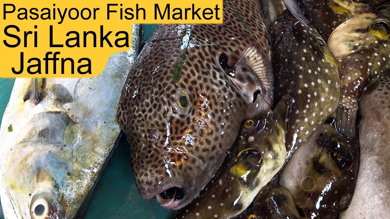 Jaffna Pasaiyoor Fish Market Sri Lanka e3