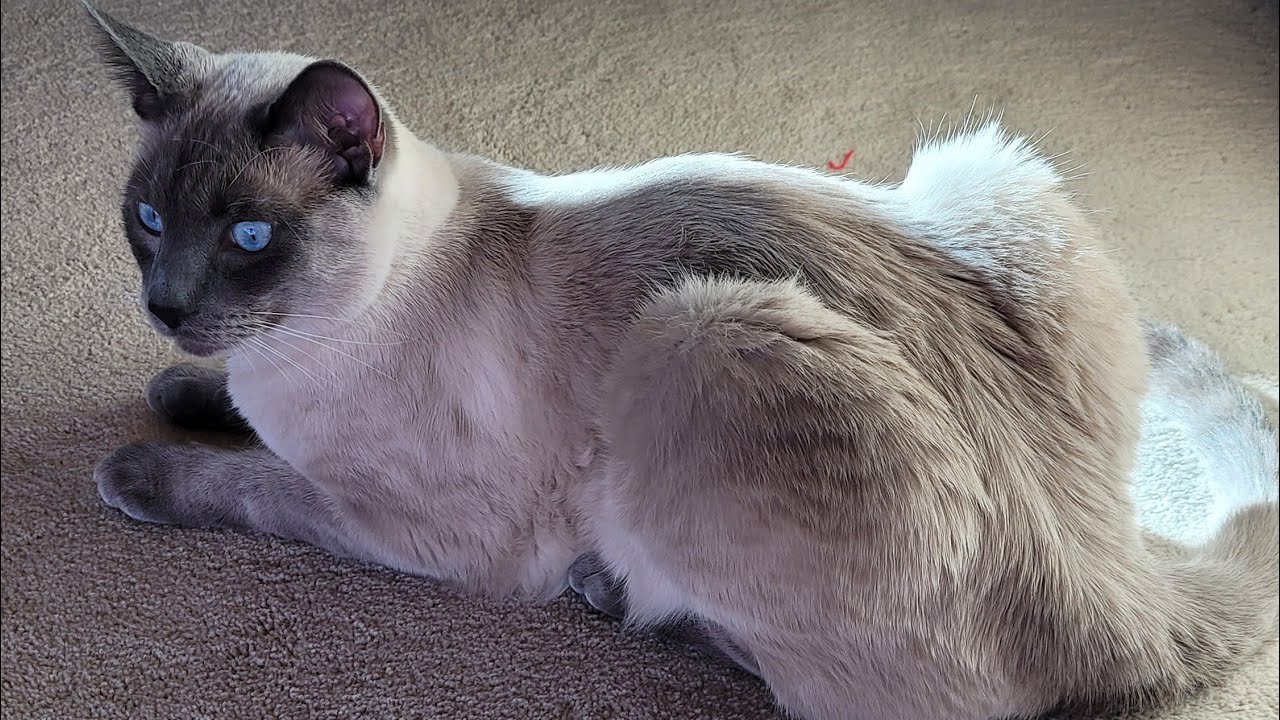 Wilson this morning วิลซัน เช้านี้ครับ#wilsonandclaire #น้องวิลซันน้องแคลร์ #cats #cute #แมว #น่ารัก