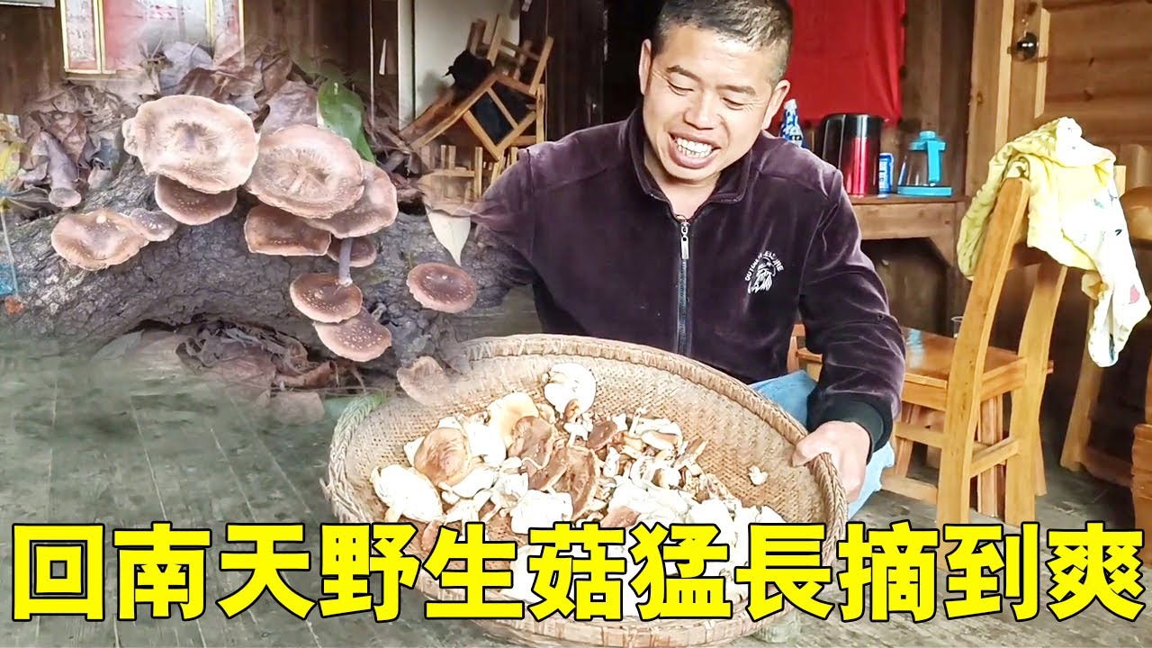 回南天野生香菇猛长，老罗继续带着小曾上山摘香菇，