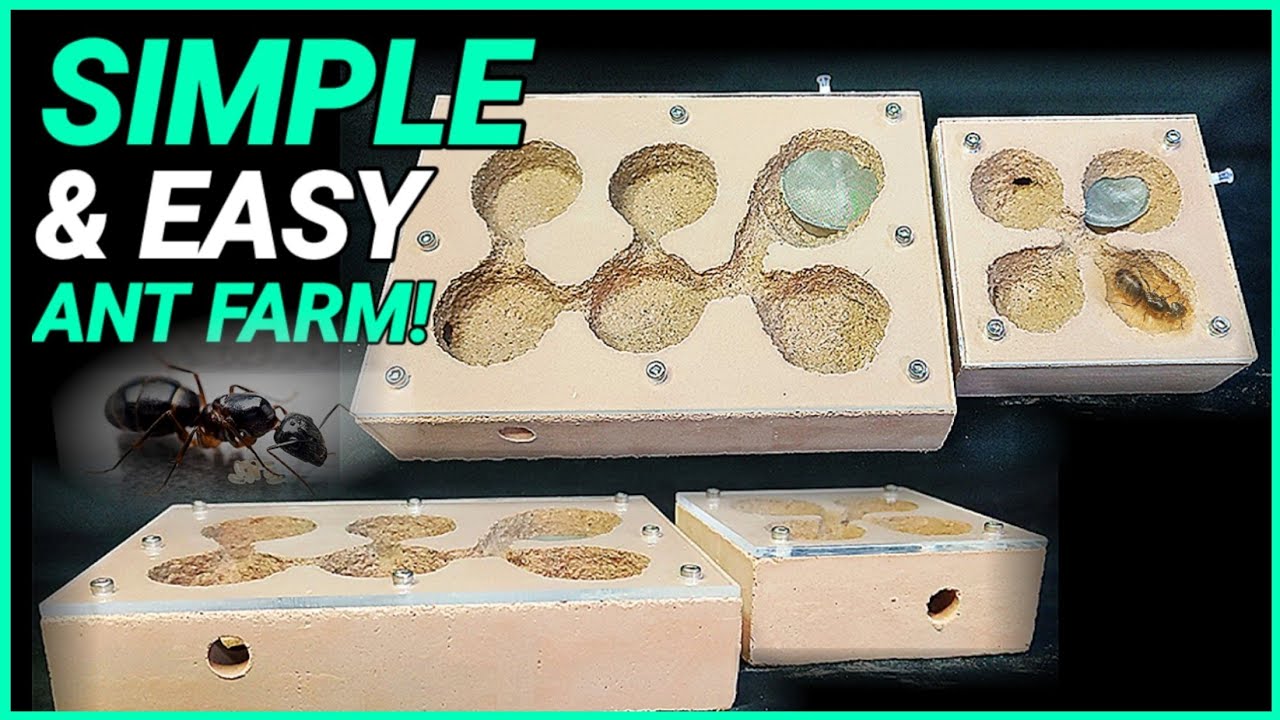 DIY FLAT GROUT NEST | D colony