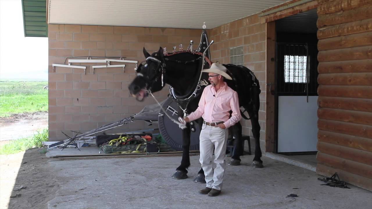 Horses: Reducing Colic with EquiPride at Hidden Y Ranch with Enos Yoder