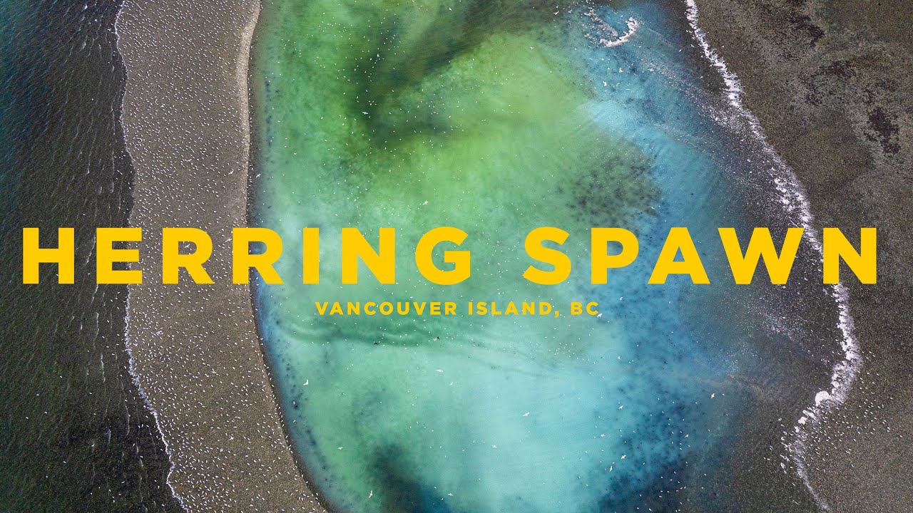 Herring Spawn in 4K | Vancouver Island