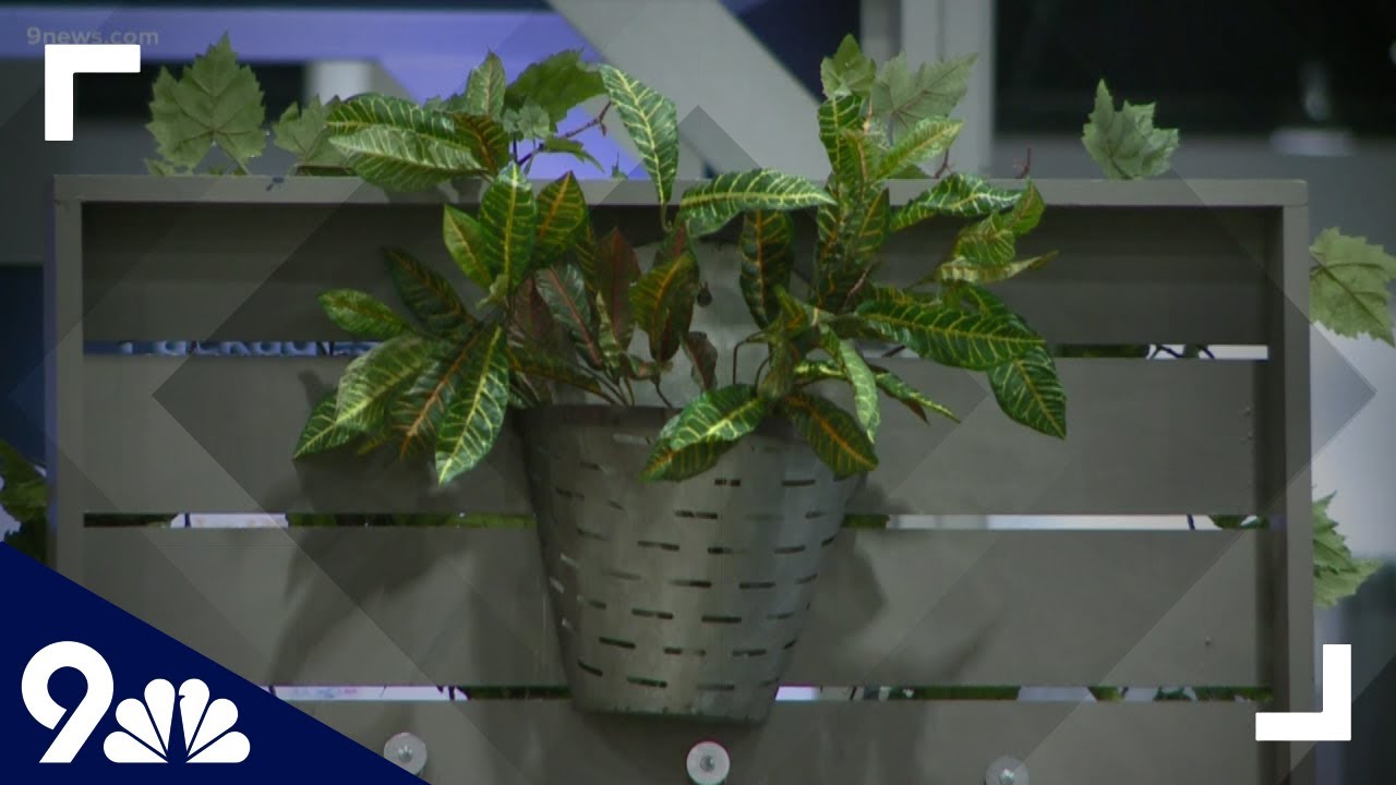 Mental health benefits of indoor plants