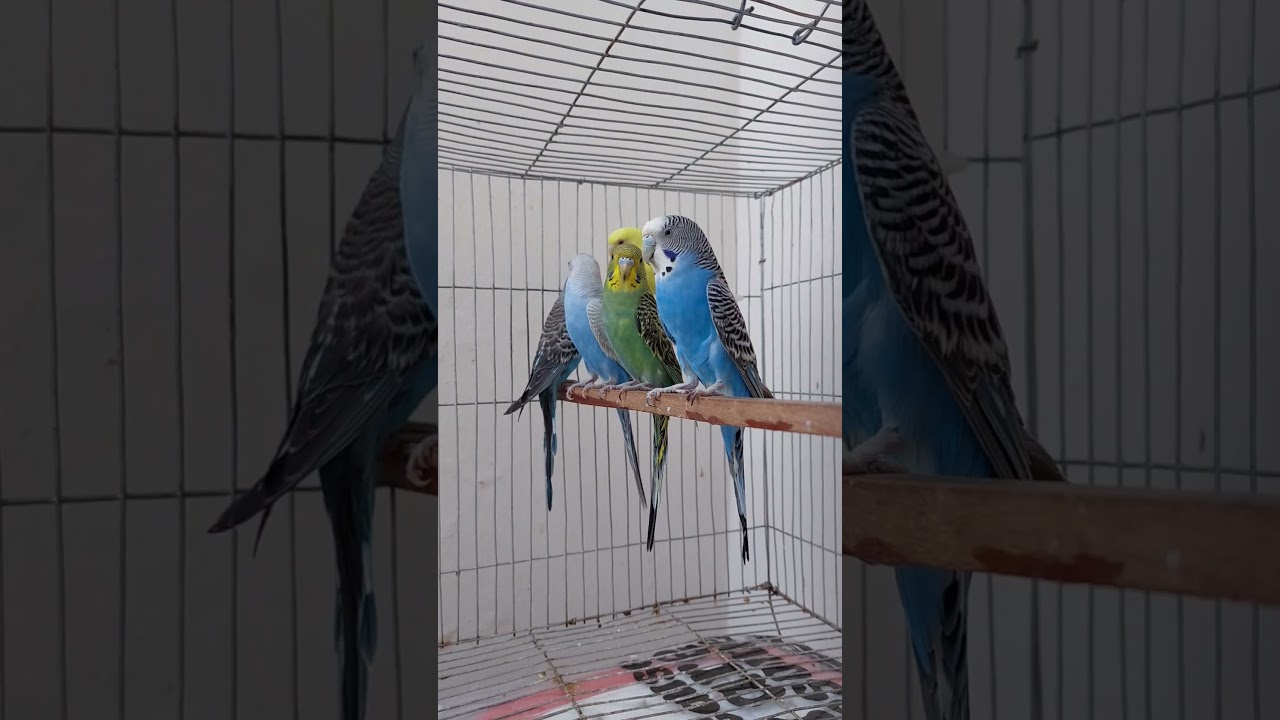 #birds #budgrigar  #birds #bird #nature #birdstagram #photooftheday #aves #parrots art #instagram