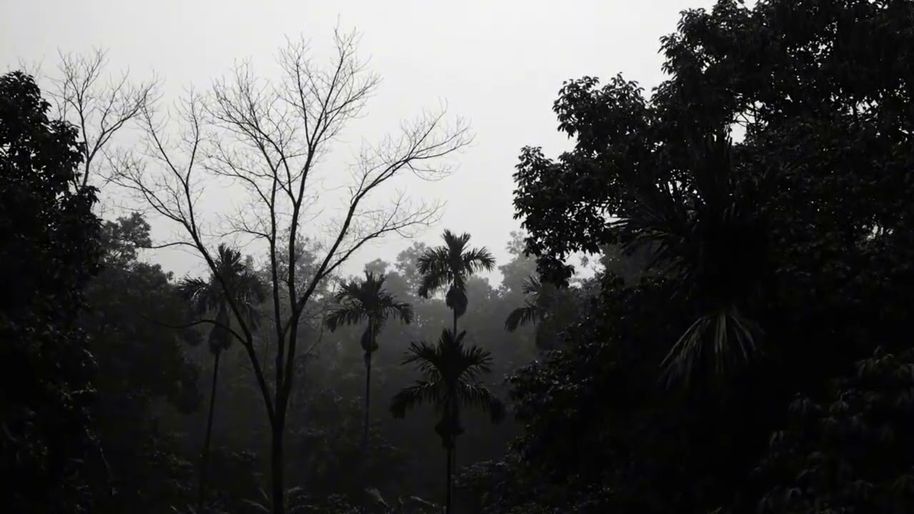 Relaxing Thunderstorm Rain in the Forest Night Ambience for Calm Rest