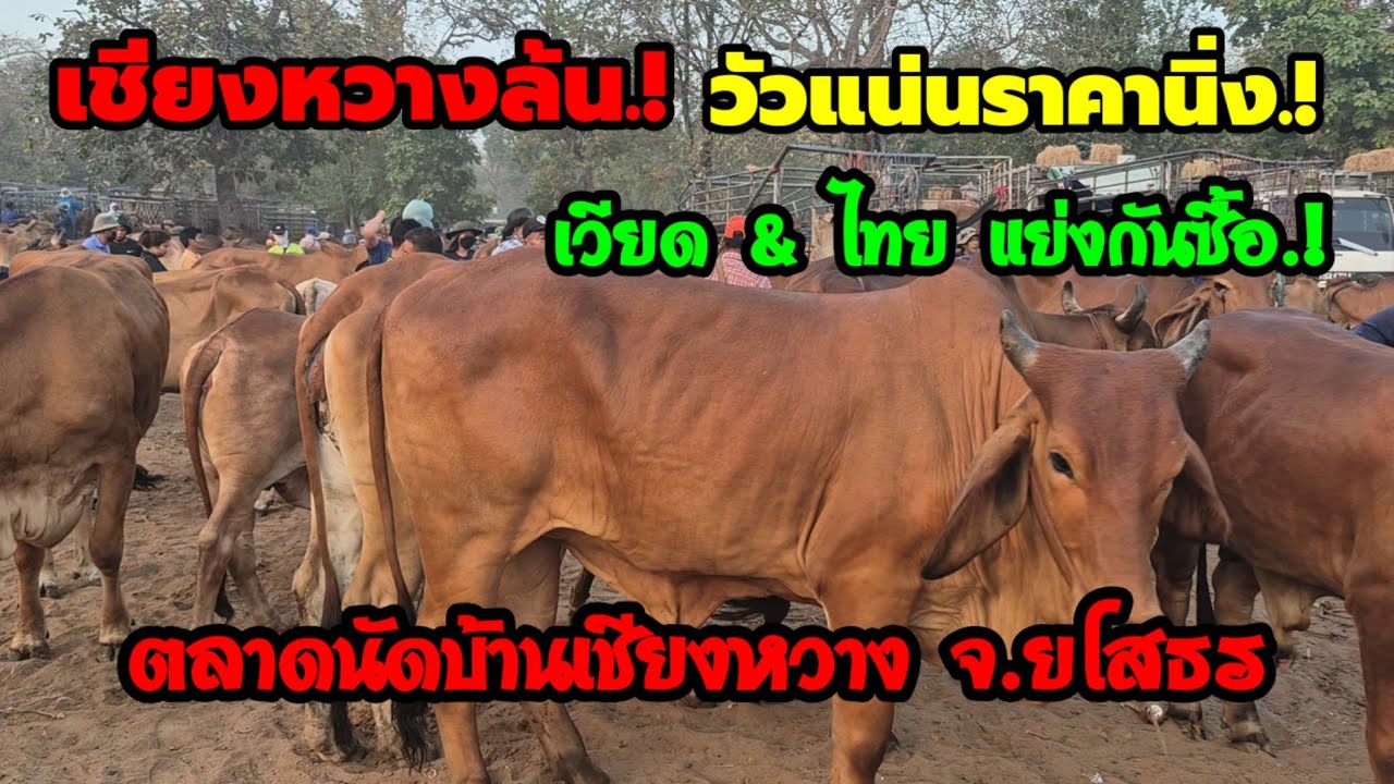 ราคาวัววันนี้เปิดราคาวัวล่าสุดวันนี้สำรวจราคาวัวตลาดนัด#เปิดราคาวัวงามน่าซื้อ#ซื้อขายวัวงามน่าเลี้ยง