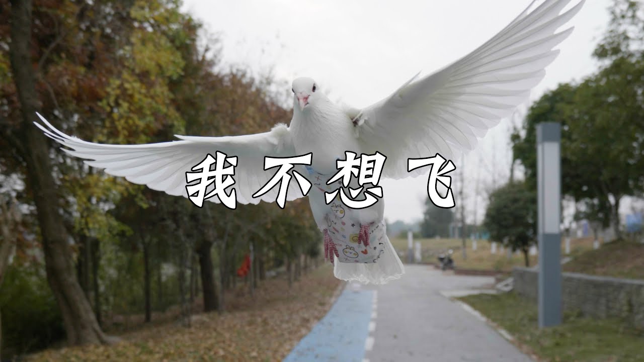 说好的飞鸽传书呢？我家这位叫走地鸽~
