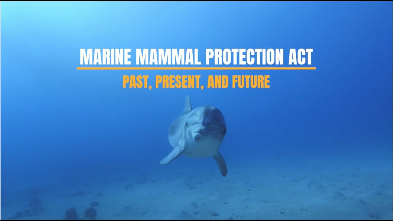 #MMPA50: The US Marine Mammal Protection Act: Past, Present, and Future | Webinar Recording